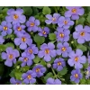 Bacopa Scopia 'Gulliver Blue' – bakopa